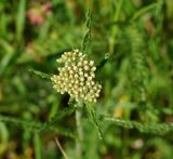 Achillea millefolium