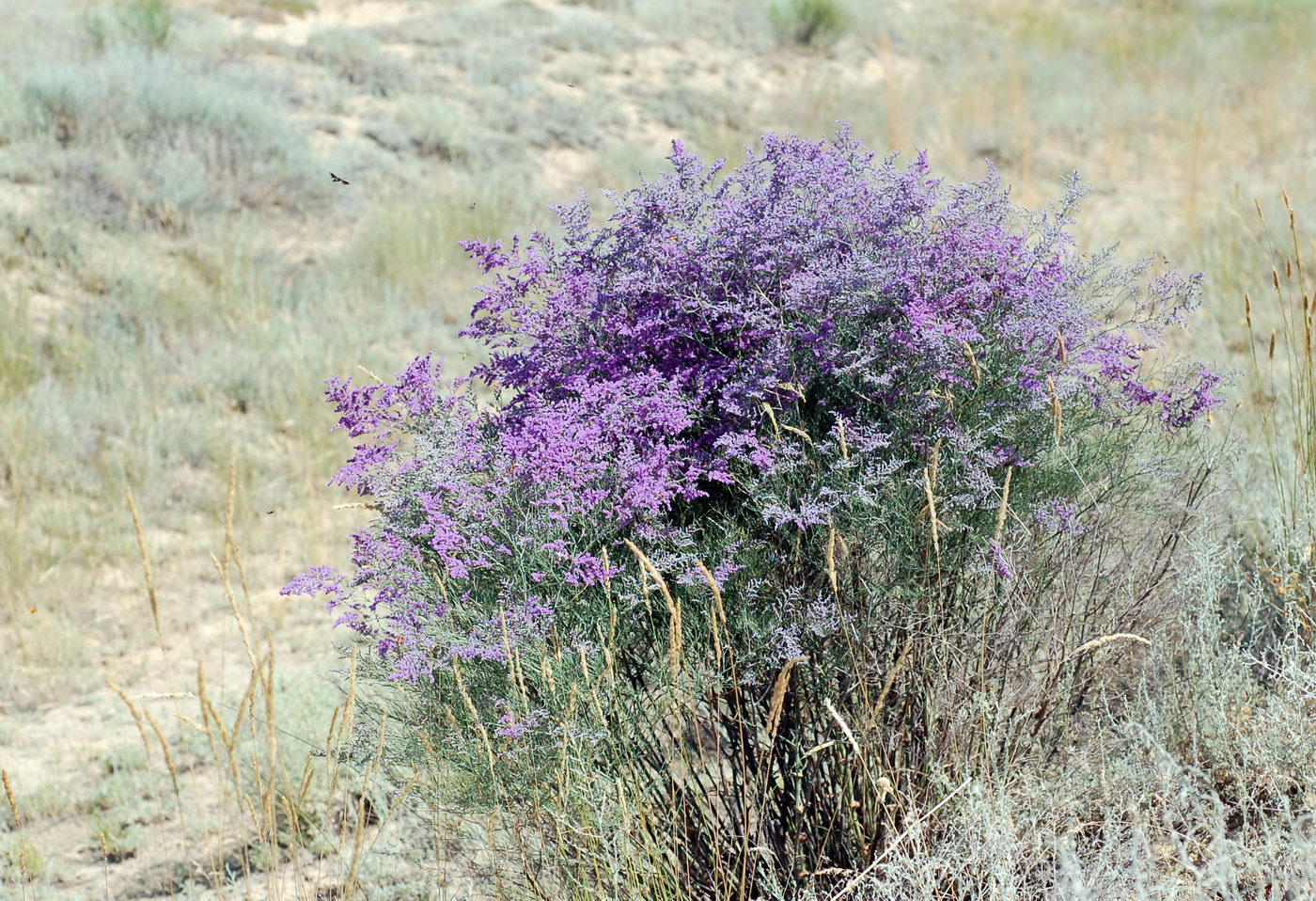 Изображение особи Limonium otolepis.