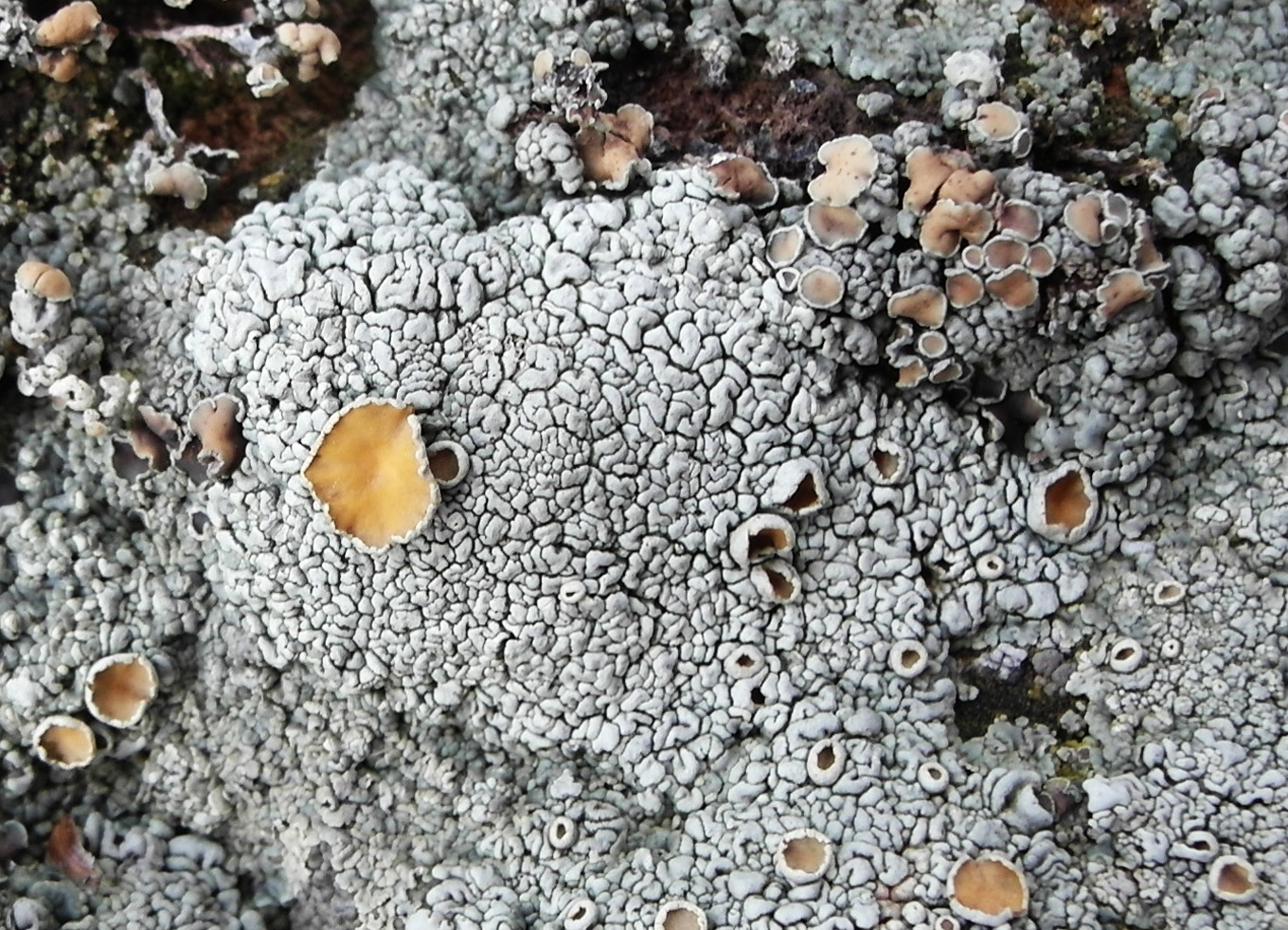 Image of Rhizoplaca subdiscrepans specimen.