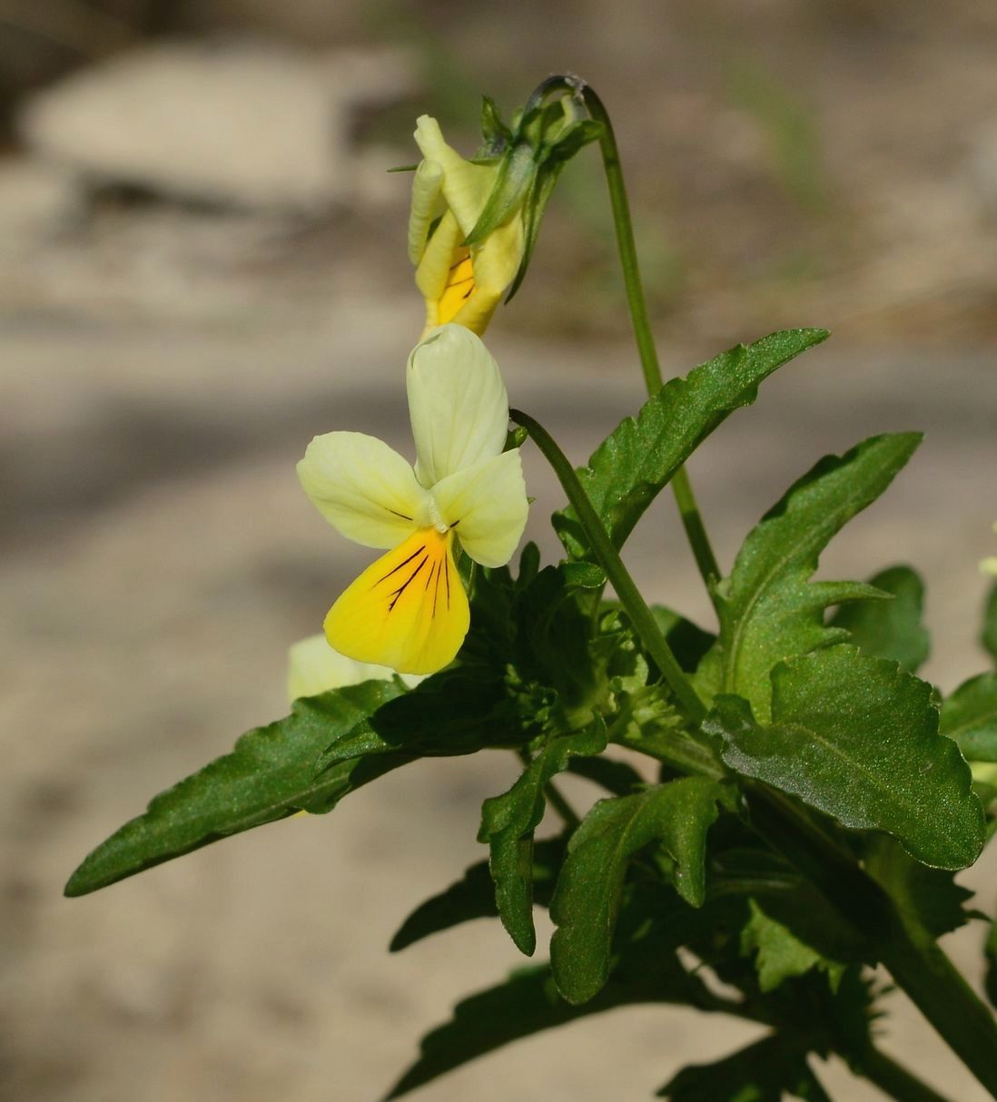 Изображение особи Viola tricolor.