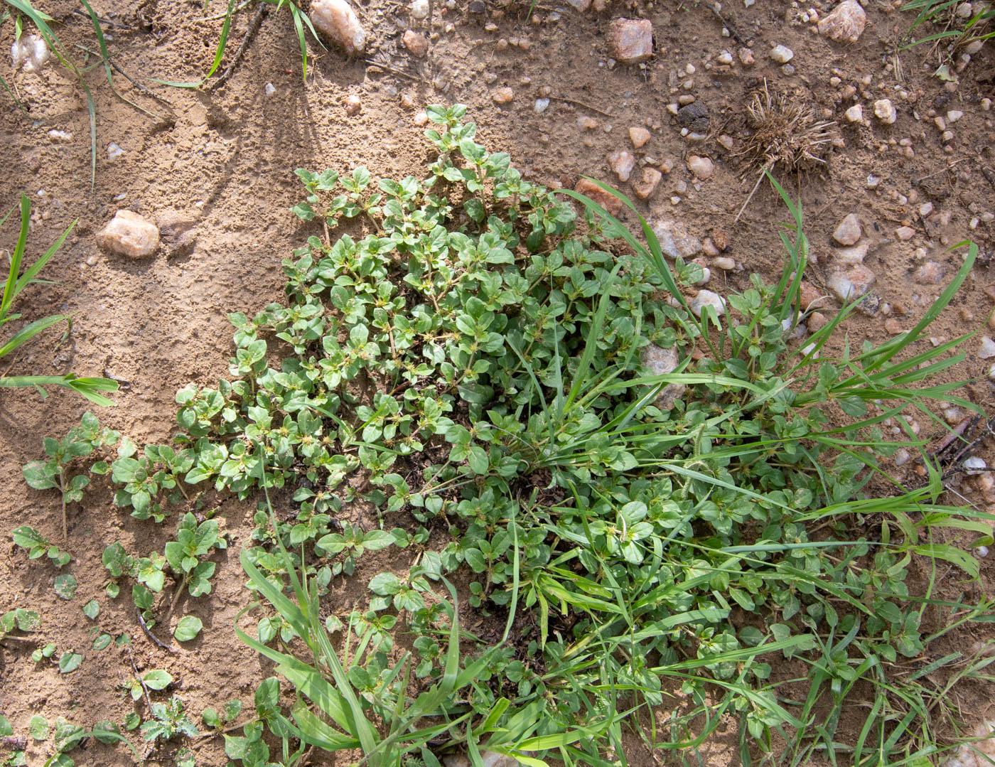 Image of Alternanthera pungens specimen.