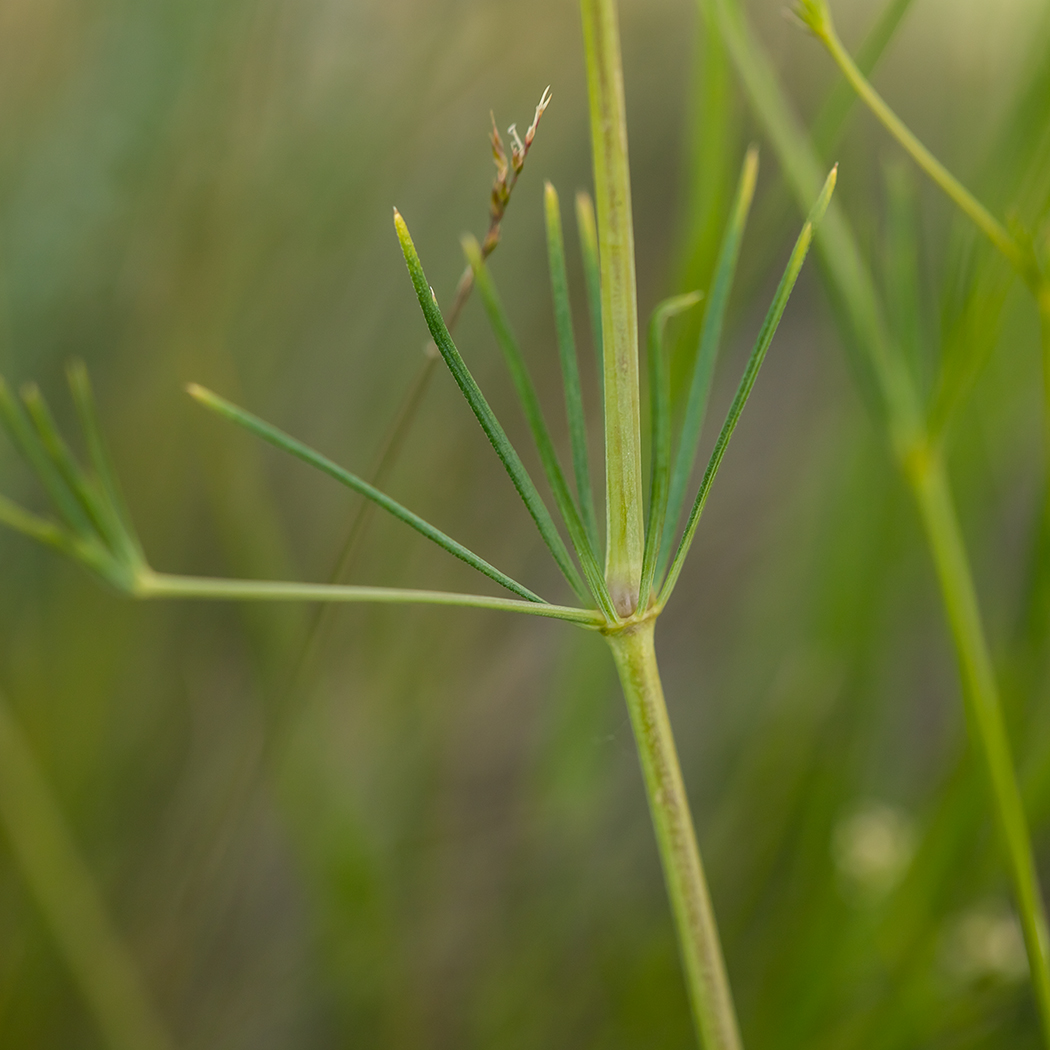 Image of Galium octonarium specimen.