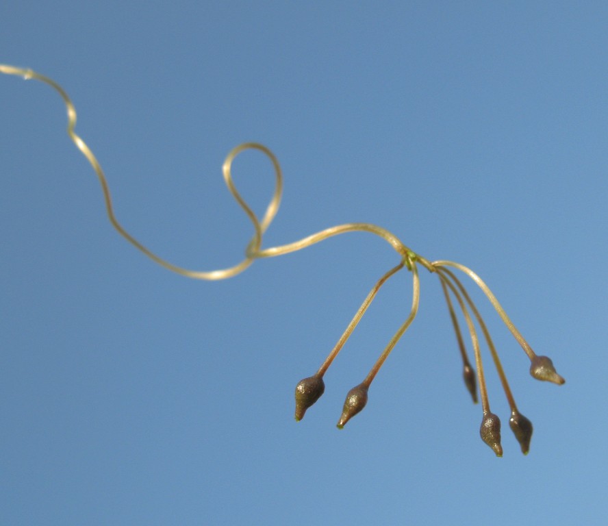 Image of Ruppia spiralis specimen.