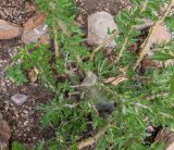 Pachypodium saundersii