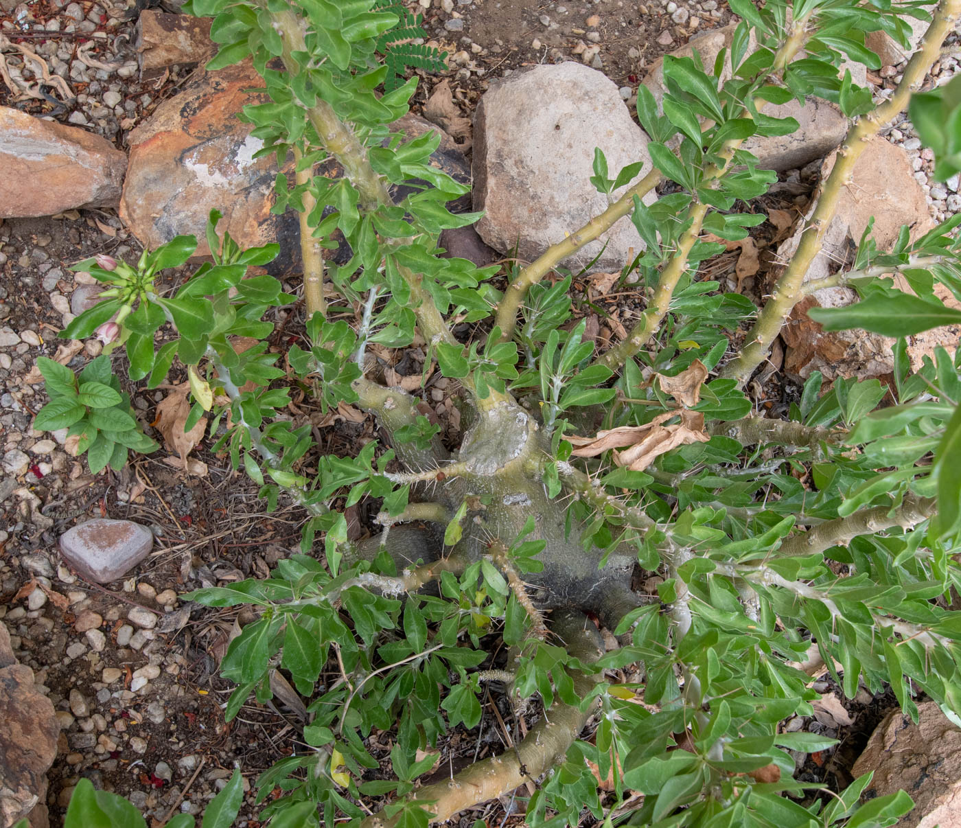 Изображение особи Pachypodium saundersii.