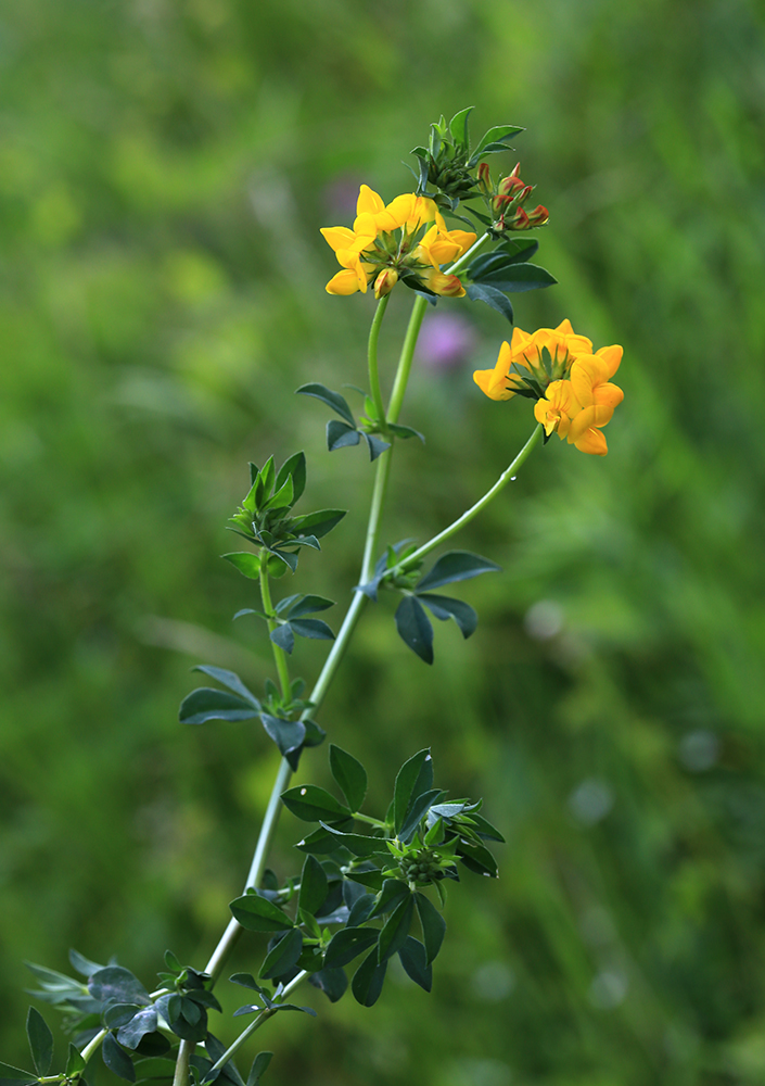 Image of Lotus corniculatus specimen.