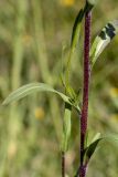 Erigeron acris. Часть побега. Башкортостан, окр. г. Стерлитамак, дно оврага, поляна среди древесно-кустарниковых зарослей, разнотравный луг. 30.06.2020.