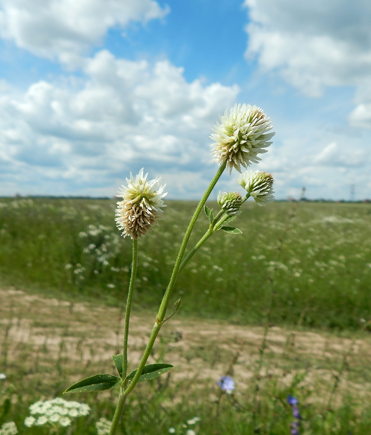 Изображение особи Trifolium montanum.