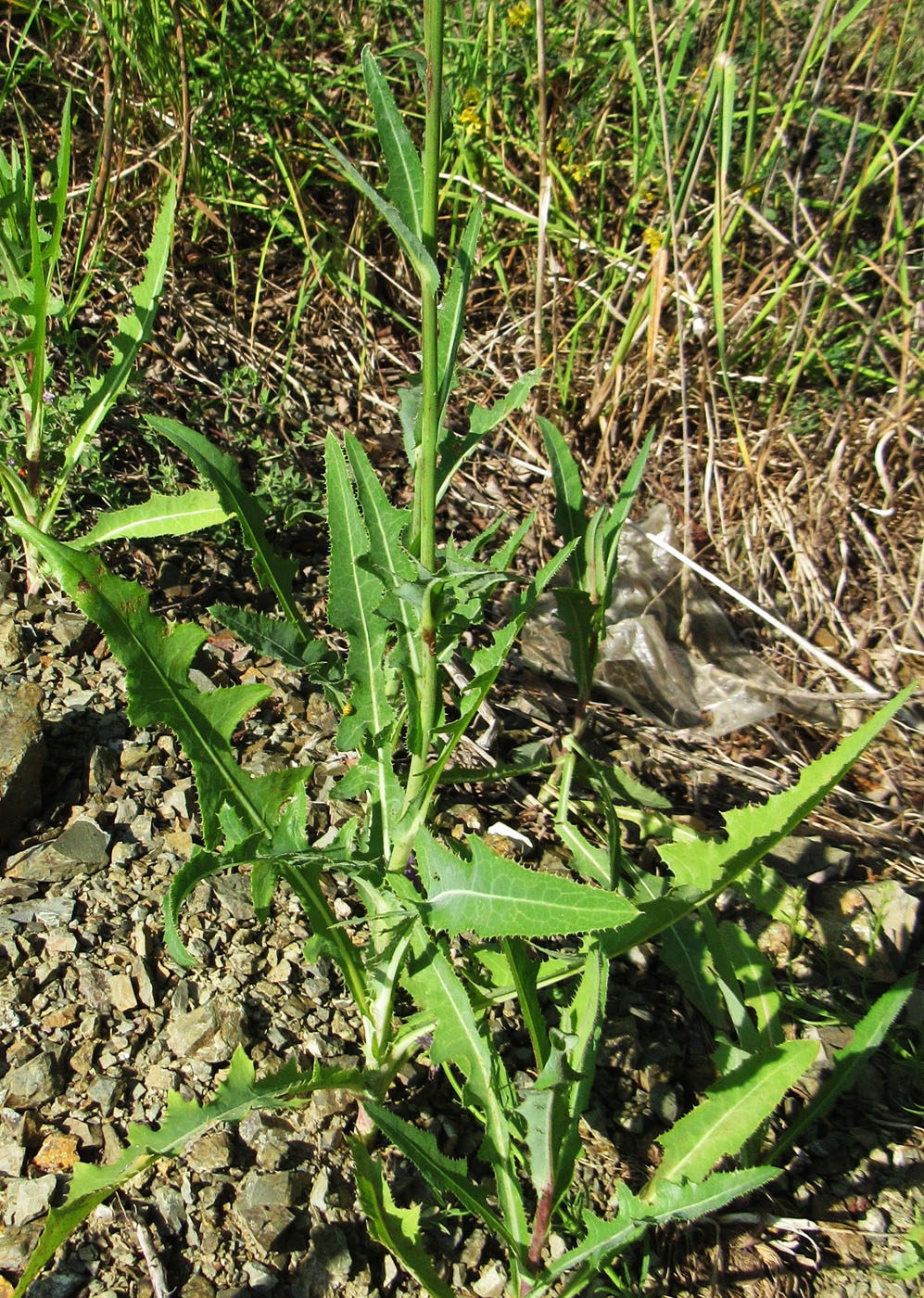 Image of Sonchus arvensis specimen.