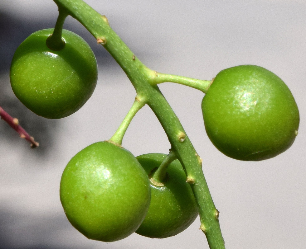 Изображение особи Padus virginiana.