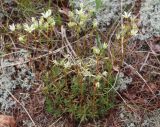 Saxifraga spinulosa