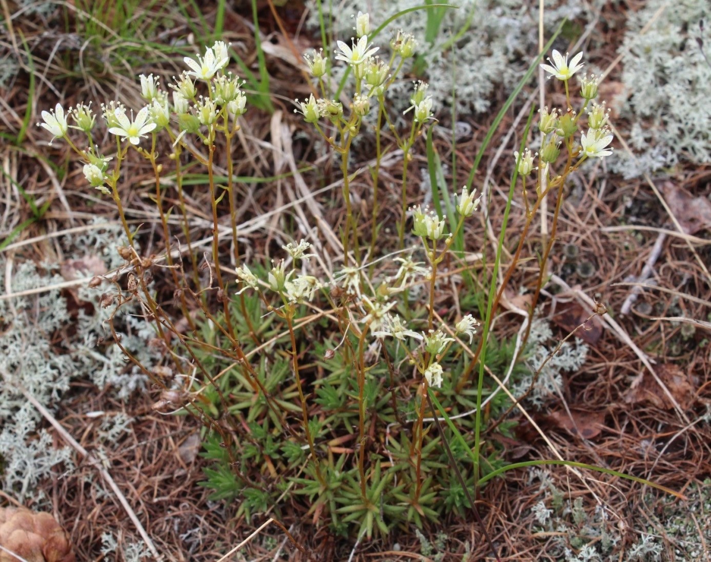 Изображение особи Saxifraga spinulosa.