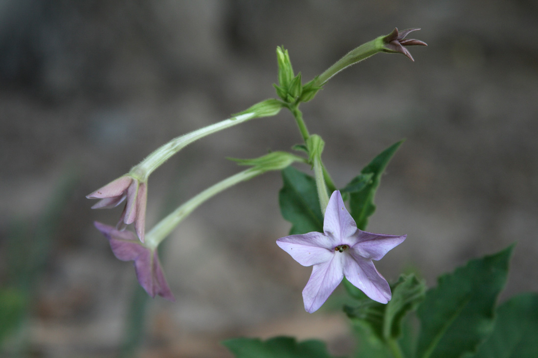 Изображение особи Nicotiana alata.