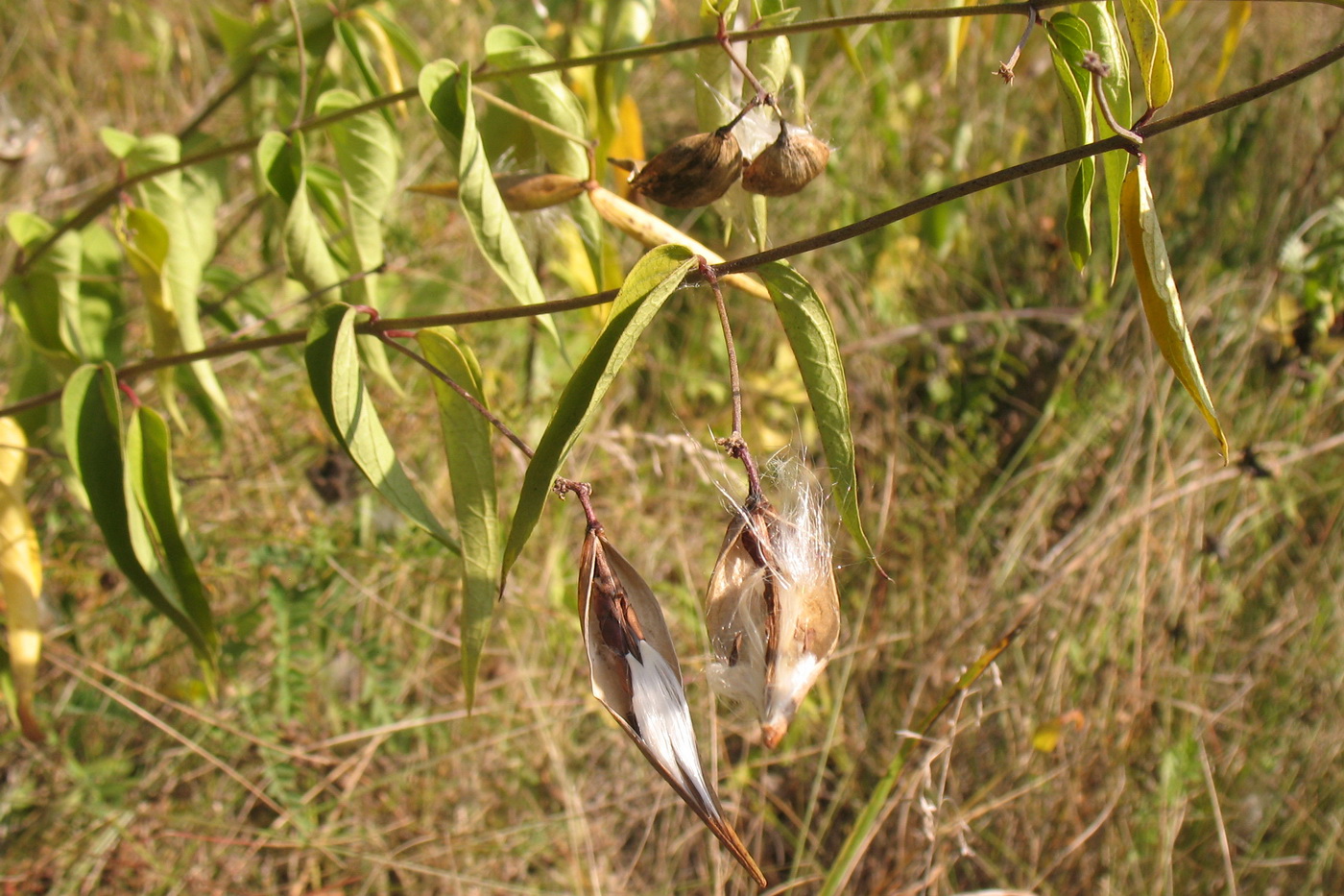 Image of Vincetoxicum hirundinaria specimen.
