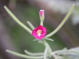 Epilobium velutinum