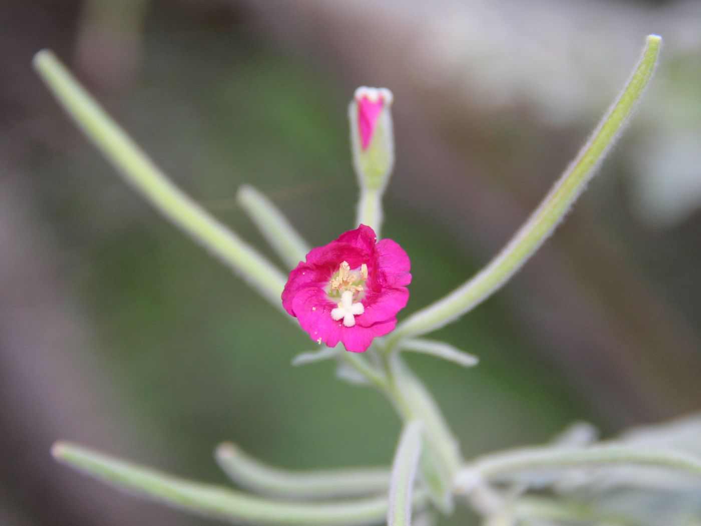 Image of Epilobium velutinum specimen.