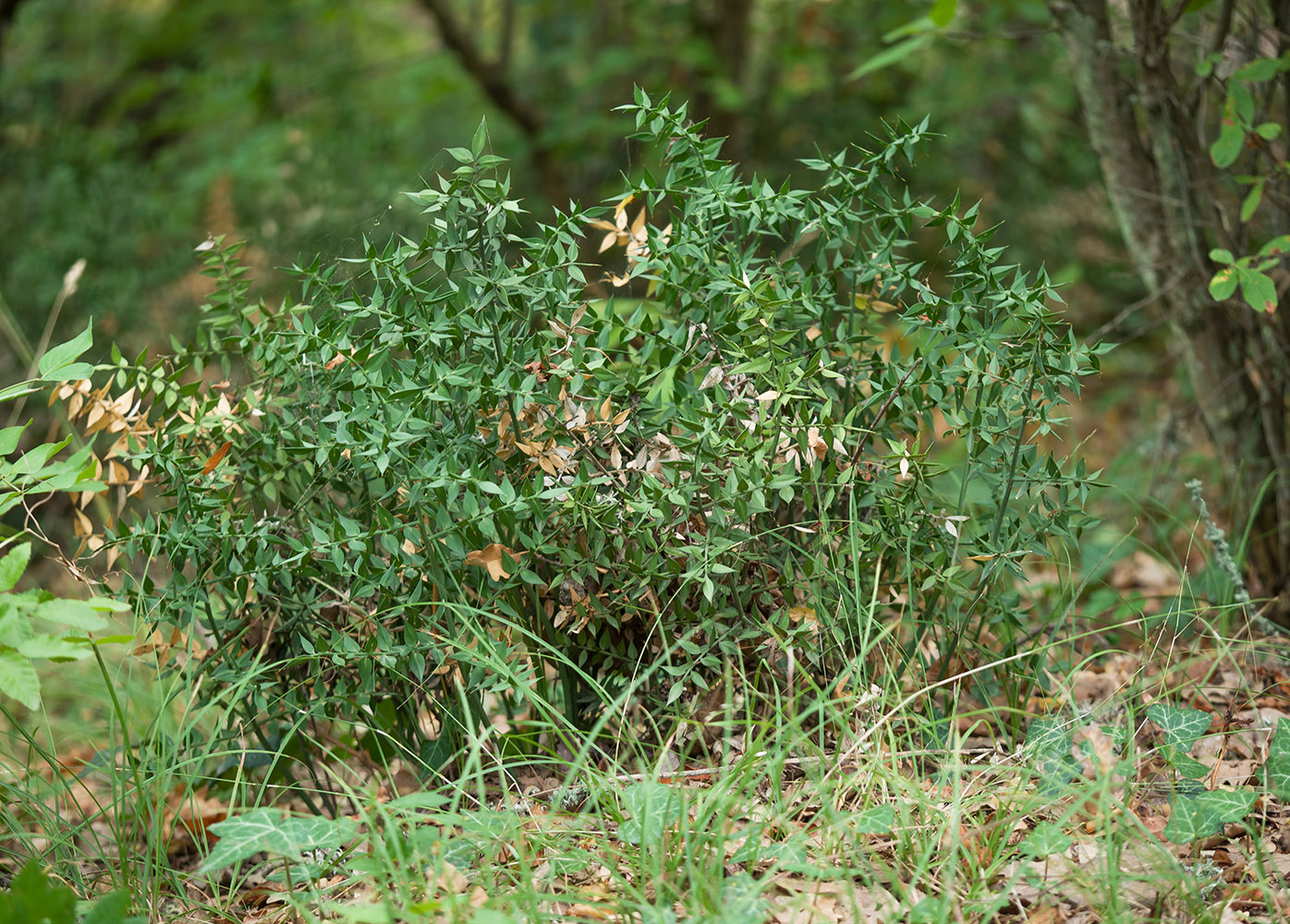 Image of Ruscus aculeatus specimen.