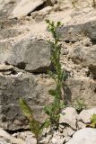 Senecio vulgaris
