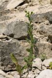 Senecio vulgaris. Цветущее растение (слева на переднем плане - листья Taraxacum). Псковская обл., дер. Изборск, Изборская крепость, на известняковой крепостной стене. 10.08.2020.