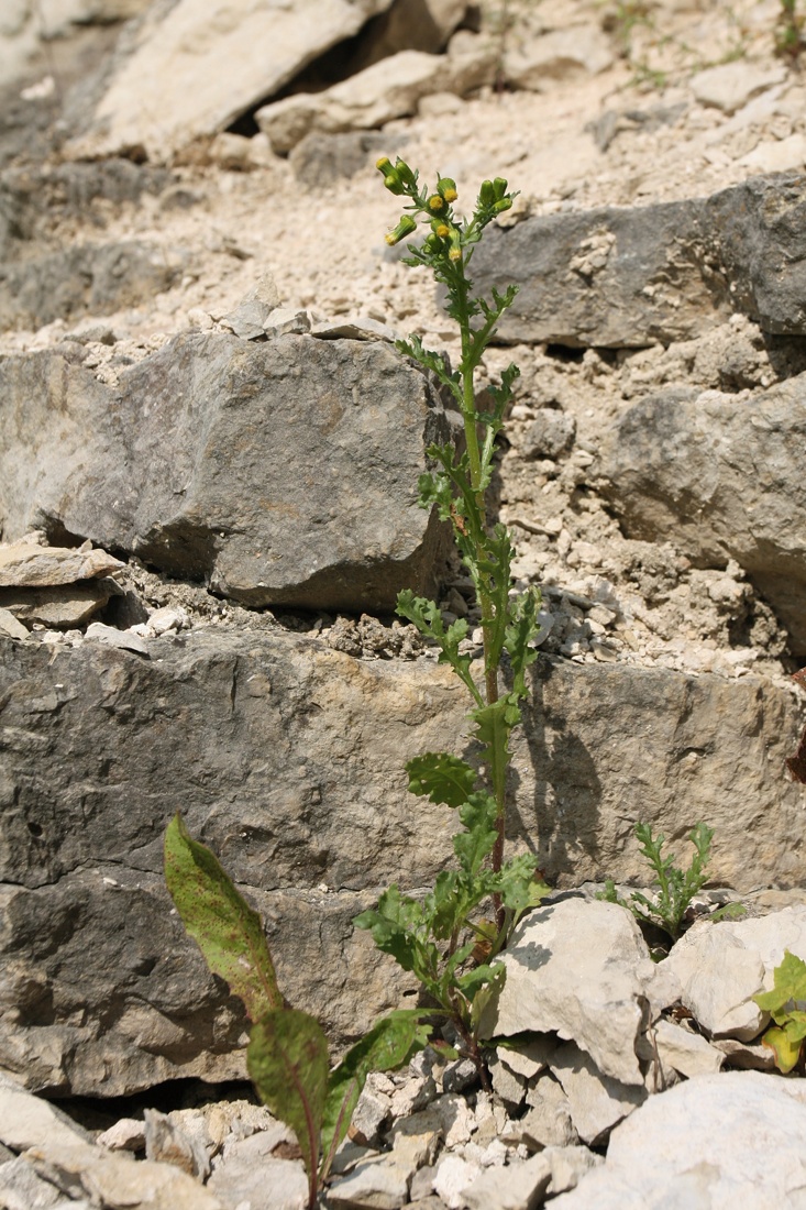 Изображение особи Senecio vulgaris.