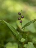 Maianthemum bifolium