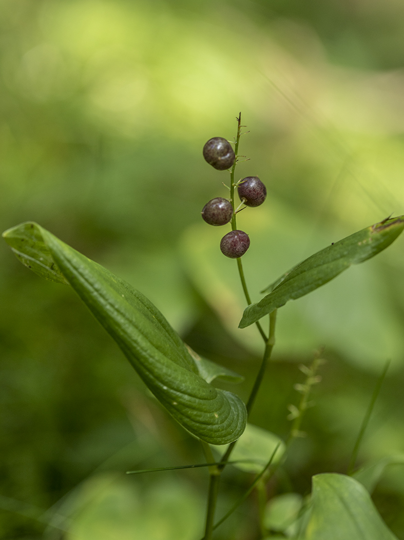 Изображение особи Maianthemum bifolium.