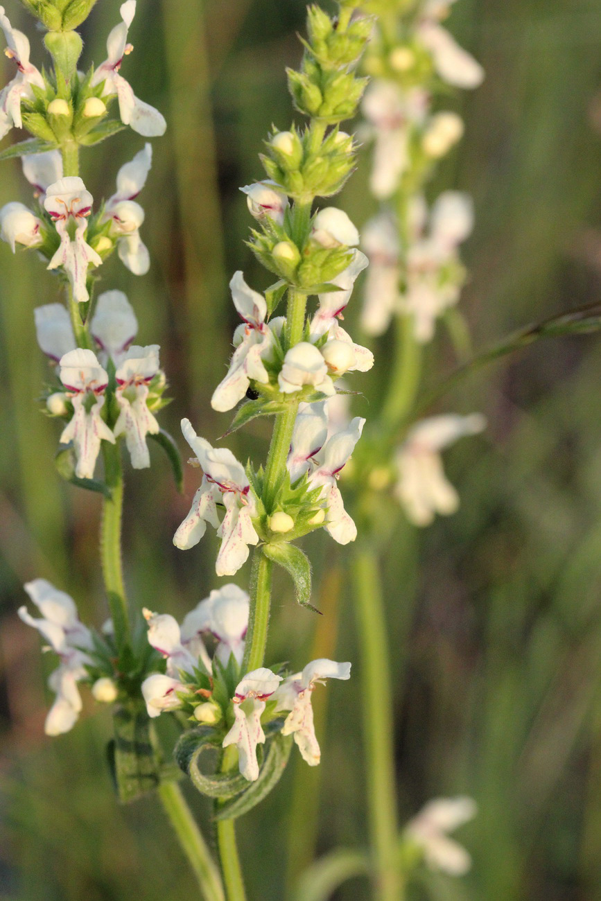 Изображение особи Stachys recta.