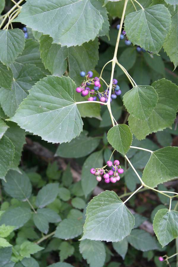 Image of Ampelopsis cordata specimen.