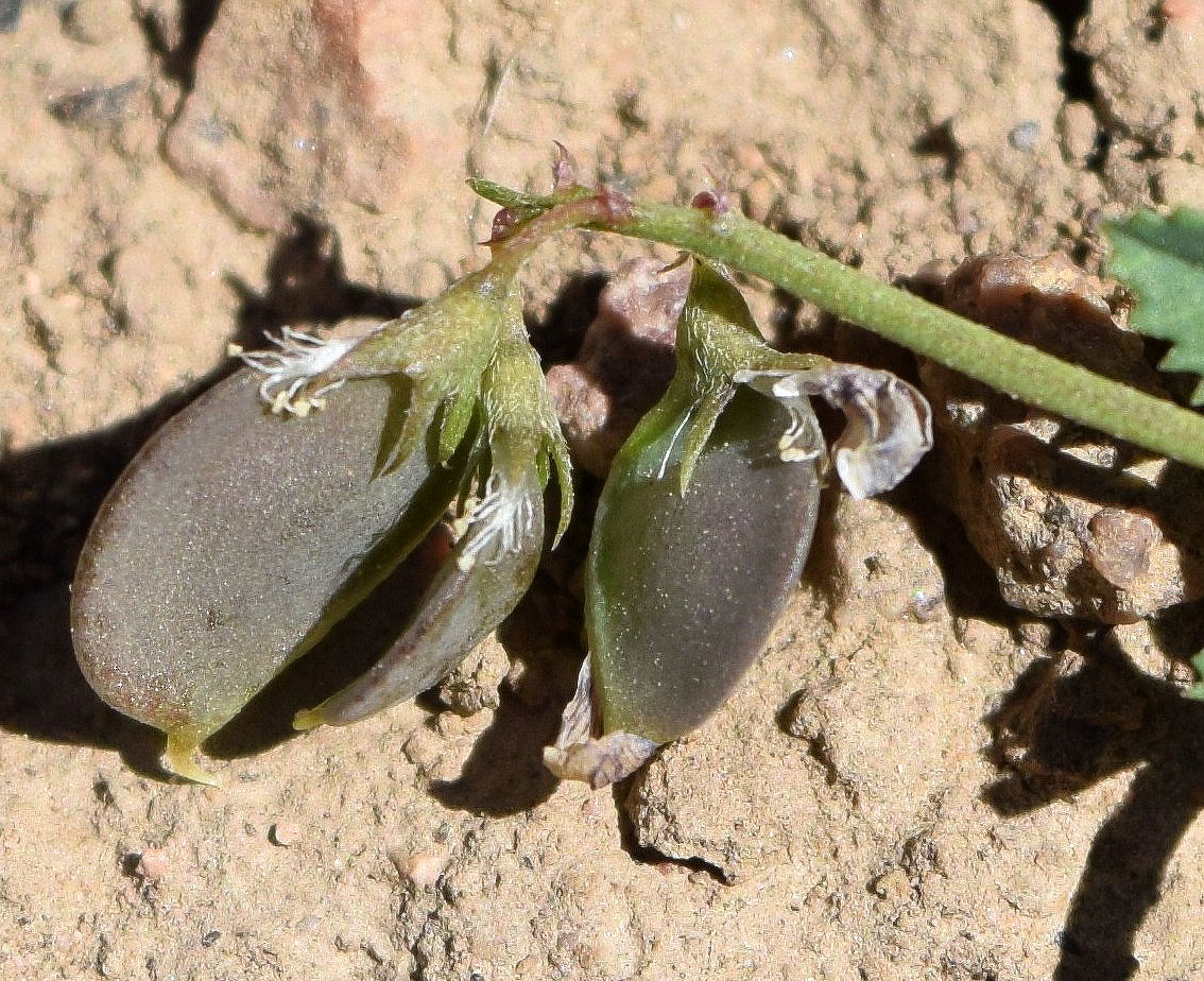 Image of Melilotoides popovii specimen.
