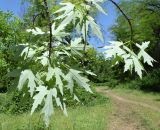 Acer saccharinum