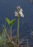 Menyanthes trifoliata