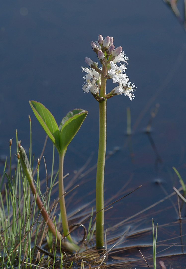 Image of Menyanthes trifoliata specimen.