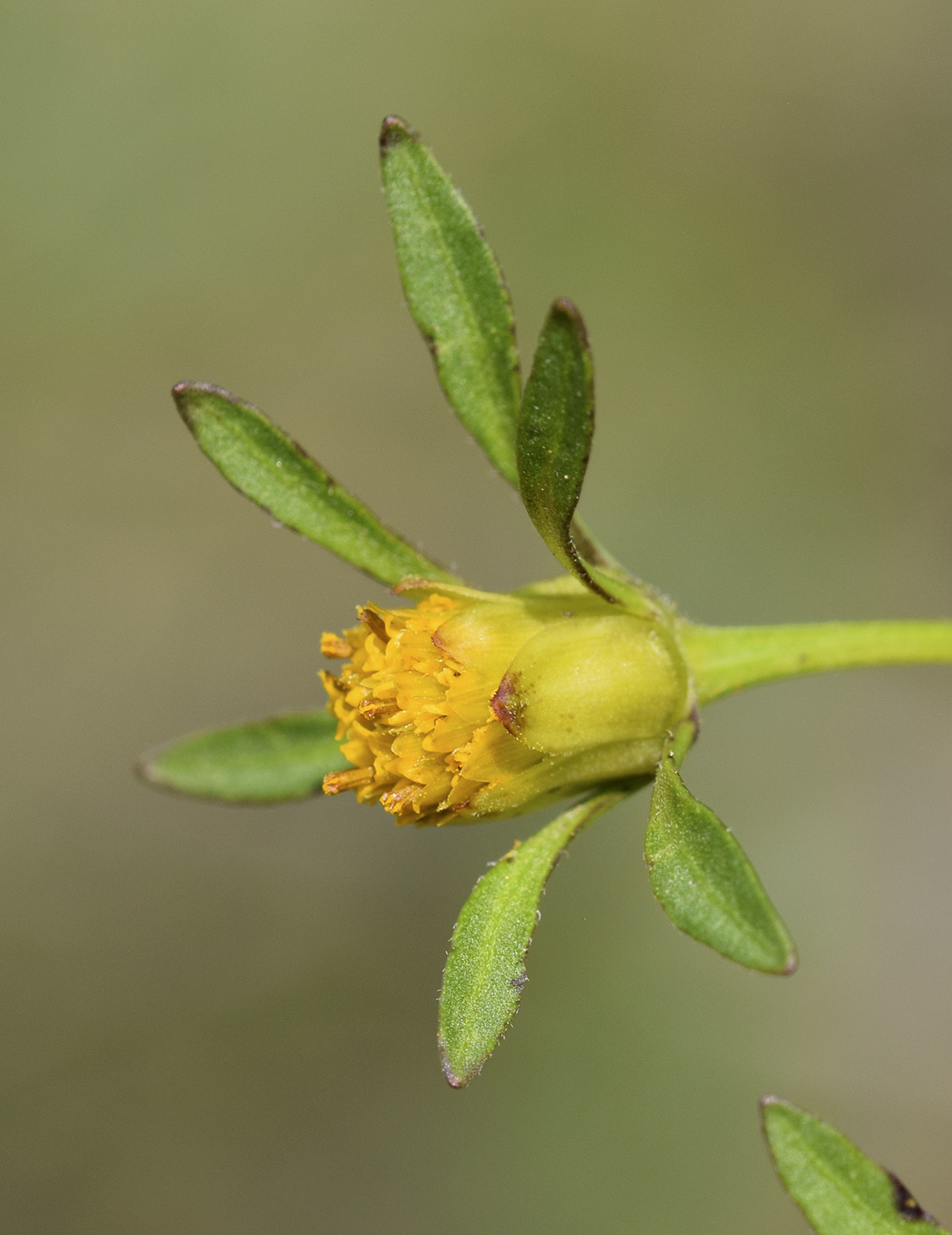 Image of Bidens frondosa specimen.