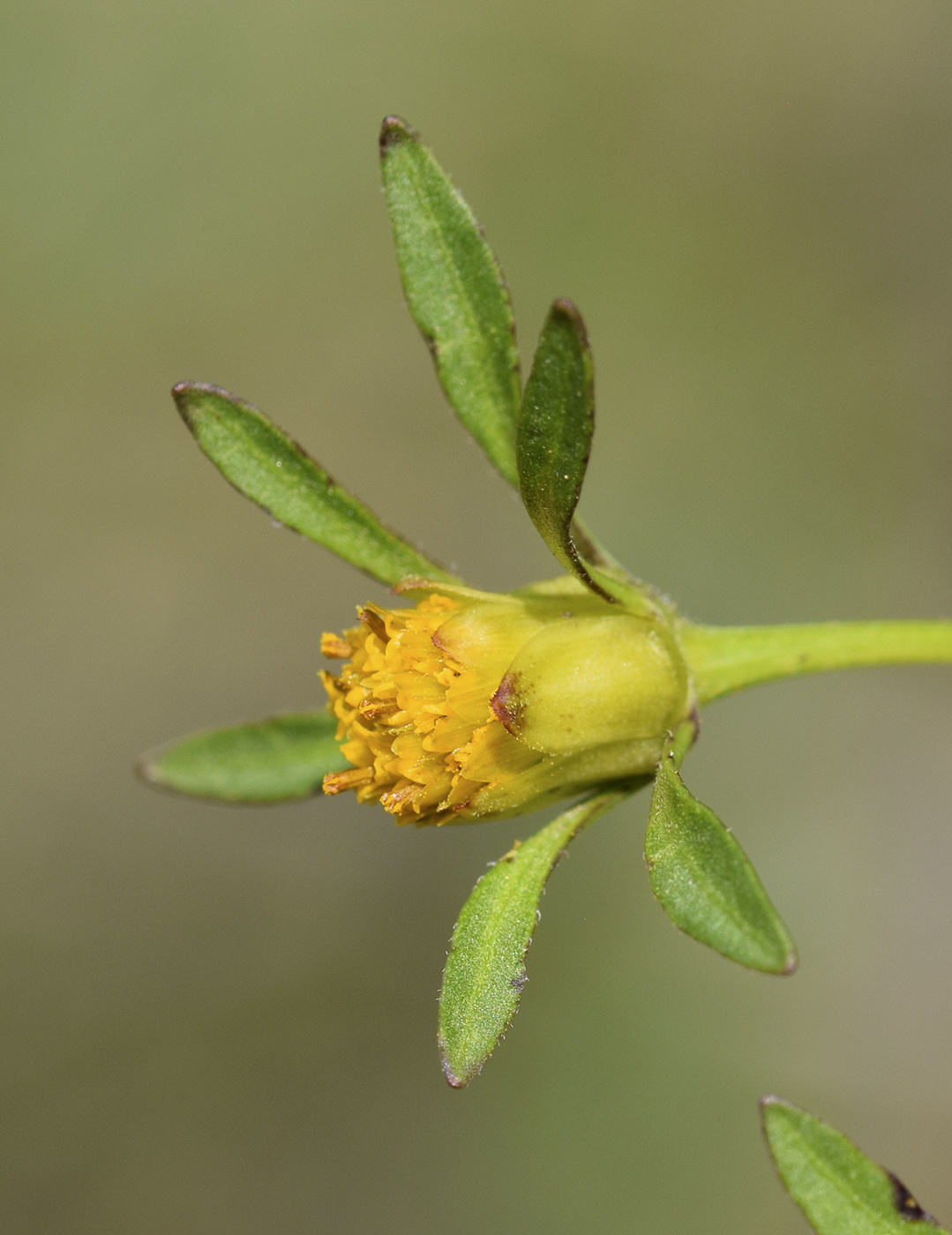 Изображение особи Bidens frondosa.