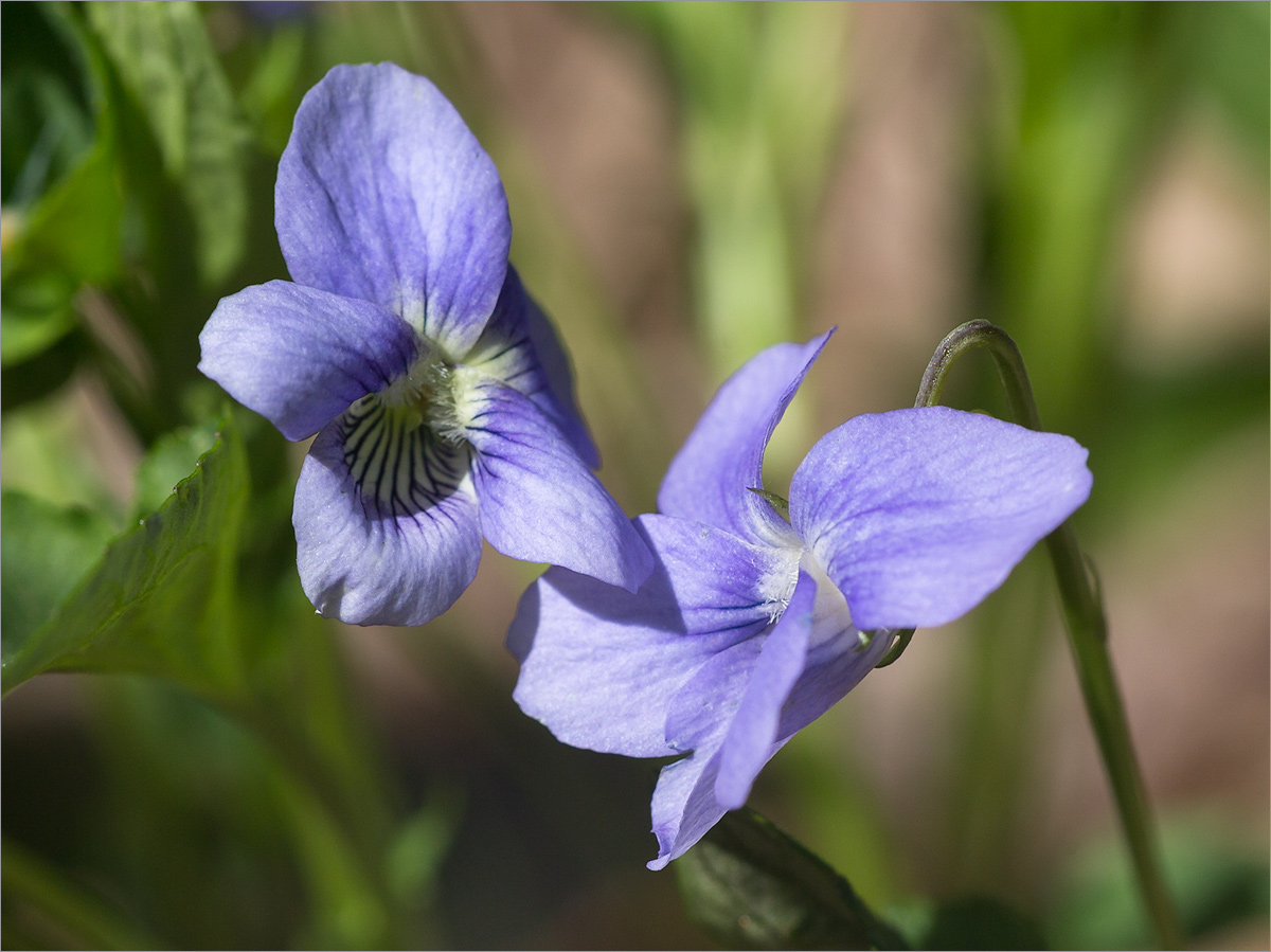 Image of Viola canina specimen.