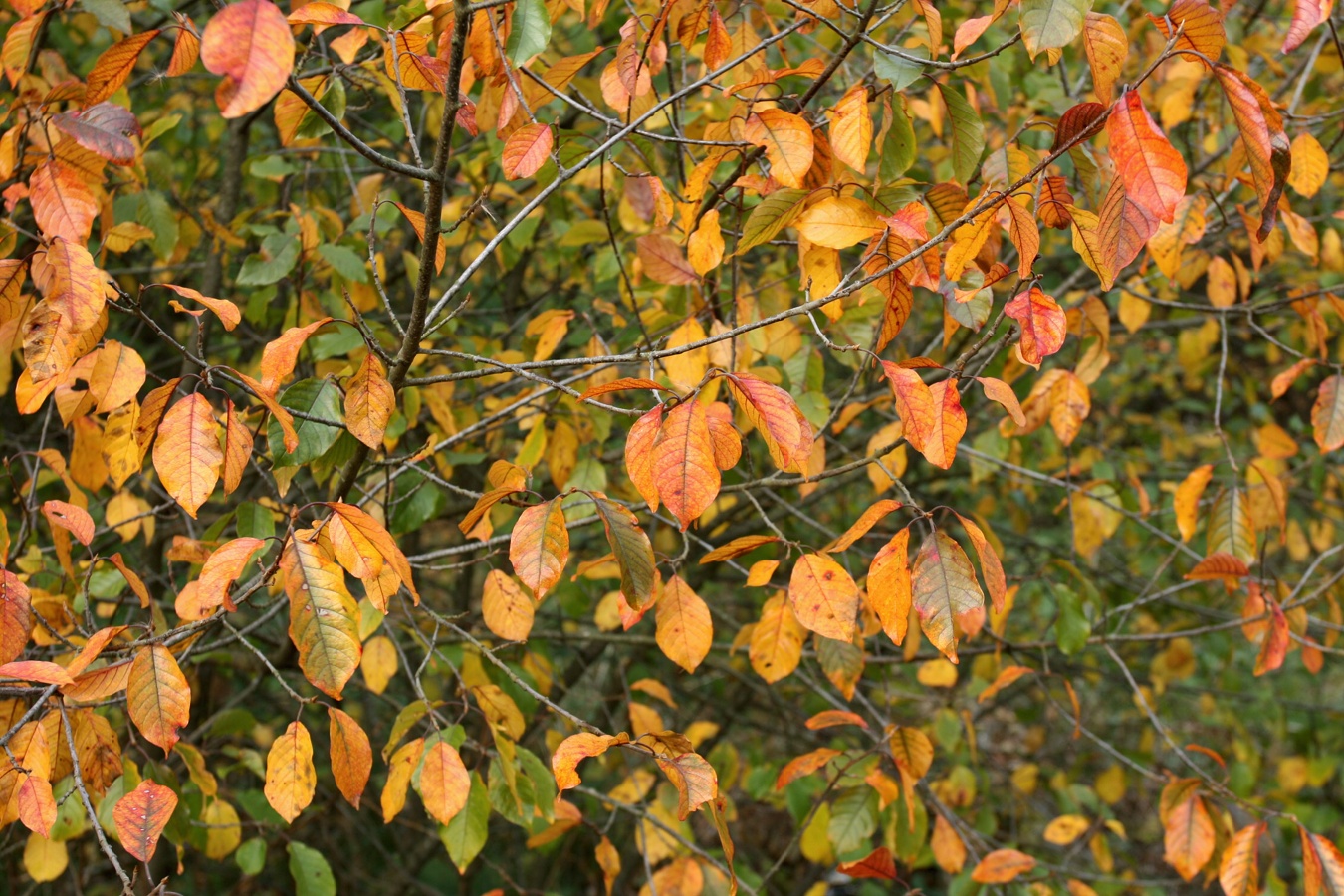 Image of Frangula alnus specimen.