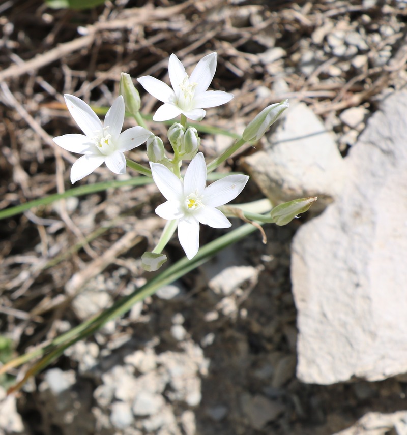 Image of genus Ornithogalum specimen.