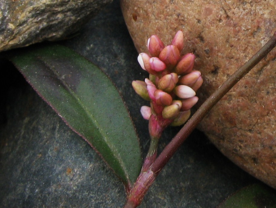 Image of Persicaria maculosa specimen.
