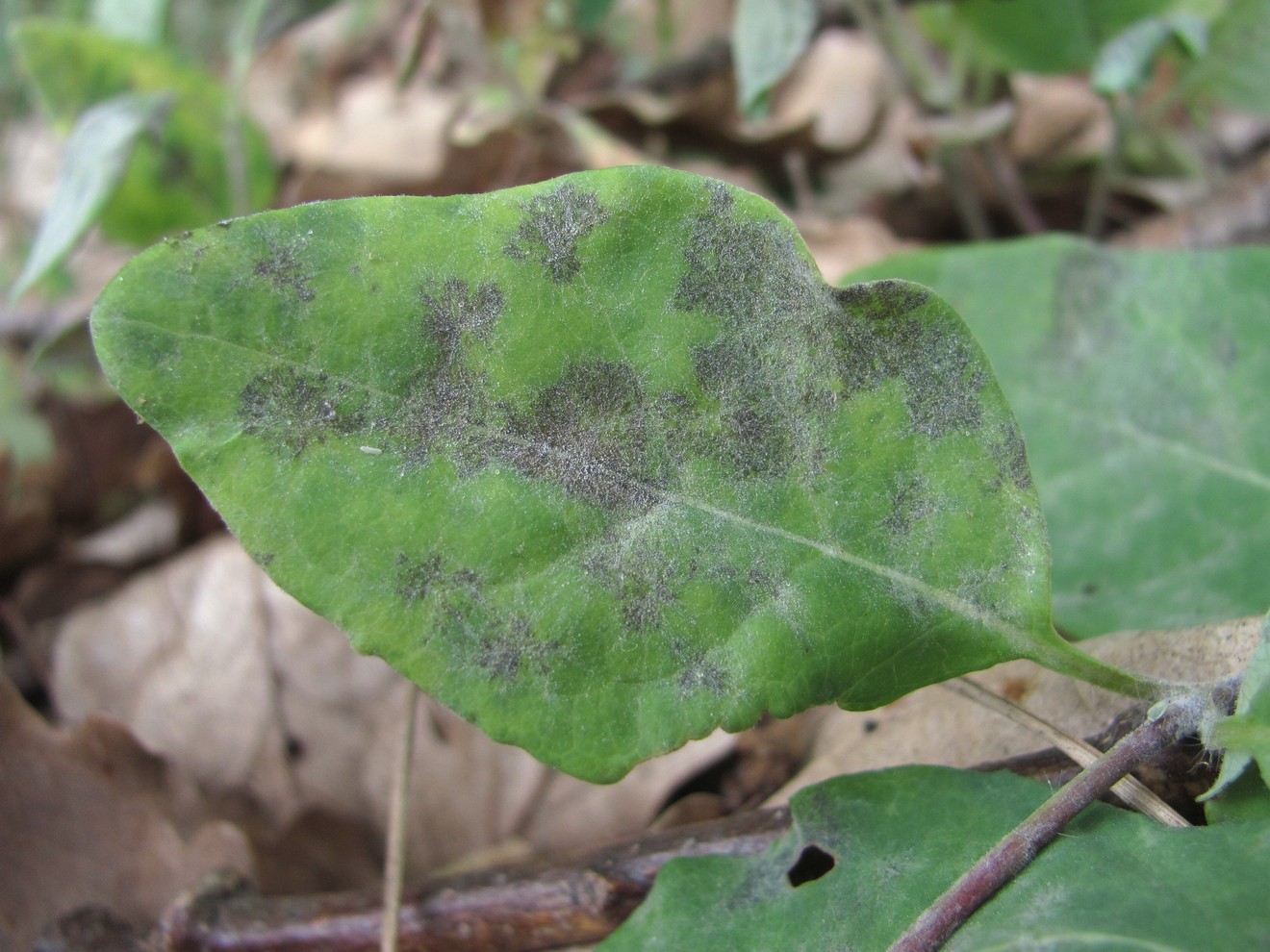 Изображение особи Lonicera caprifolium.