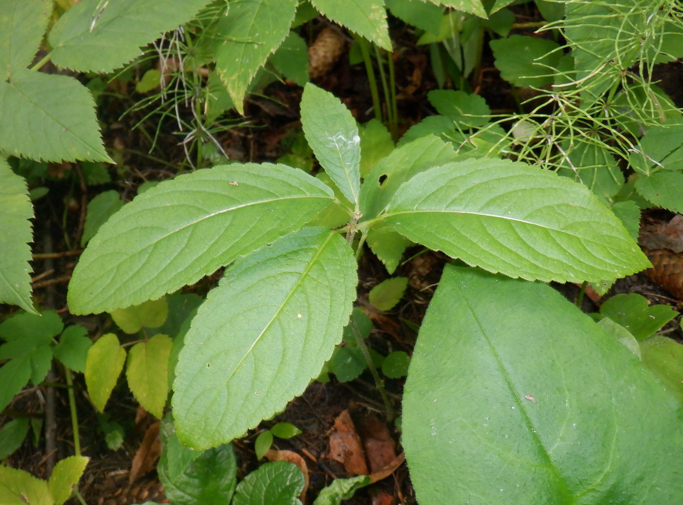 Изображение особи Mercurialis perennis.