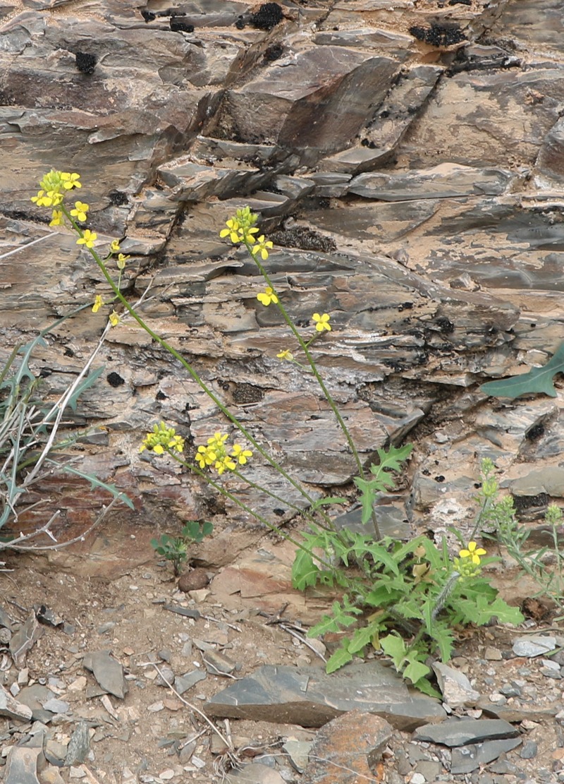 Image of Sisymbrium loeselii specimen.