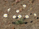 Anthemis sterilis. Цветущее растение. Южный берег Крыма, окр. с. Морское, сланцевый склон между дорогой и посадками сосен. 15 мая 2021 г.