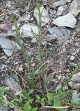 Polygala sibirica