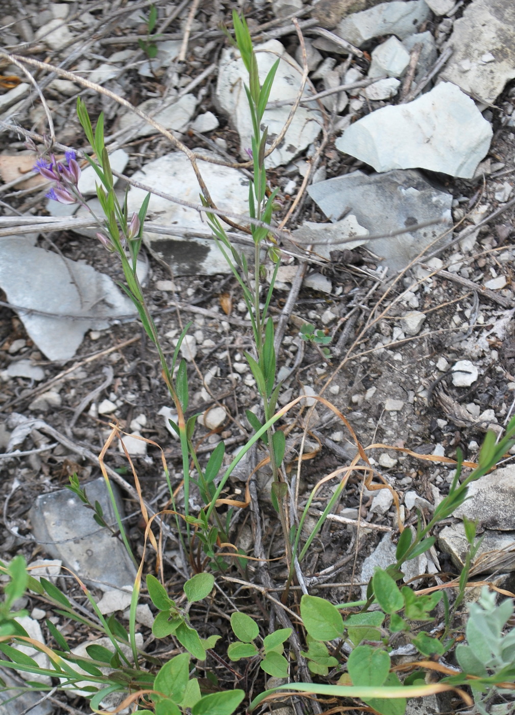 Image of Polygala sibirica specimen.