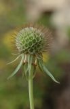 Scabiosa ochroleuca