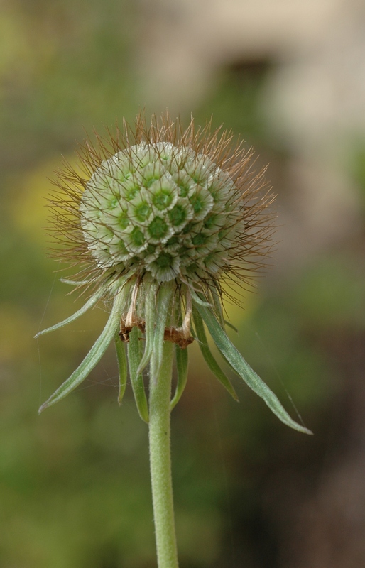 Image of Scabiosa ochroleuca specimen.