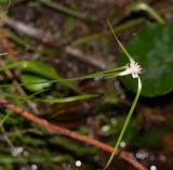 Rhynchospora colorata