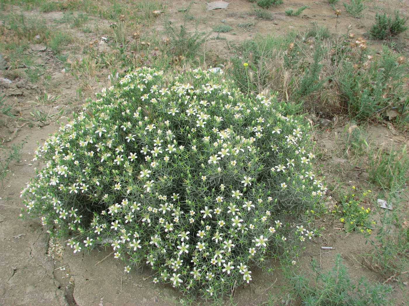 Image of Peganum harmala specimen.