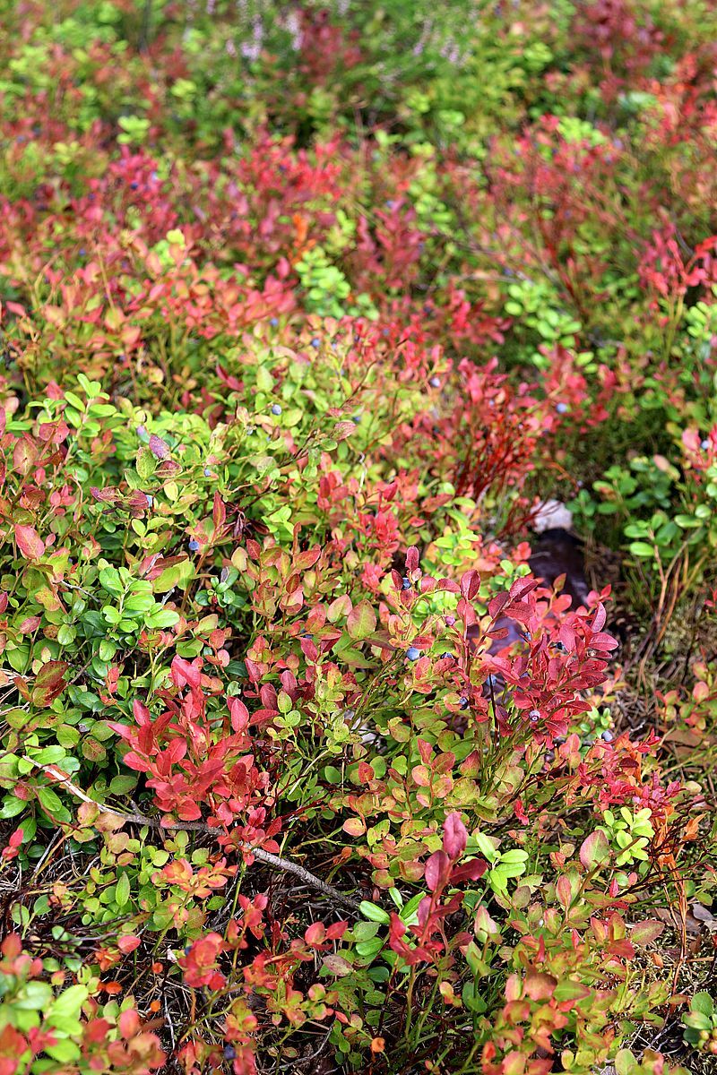 Image of Vaccinium myrtillus specimen.