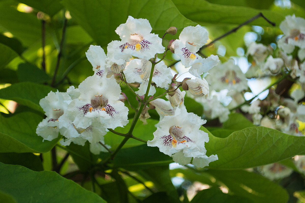 Изображение особи Catalpa bignonioides.